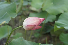 荷塘绿色荷叶粉色荷花花苞图片